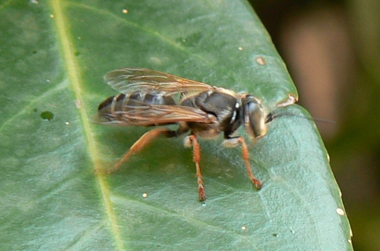 Tachytes etruscus (Crabronidae)